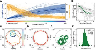Switching of behavioral modes and their modulation by a geometrical cue in the ciliate Stentor coeruleus